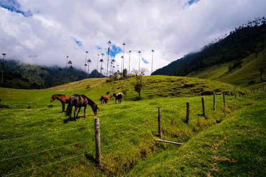 SALENTO | COLOMBIA